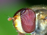 Insectes