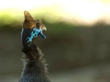 Gallinacés