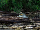 Reptiles