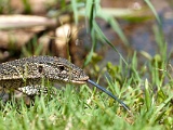 Lézards